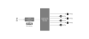 1_8e7c1203-bfdd-11dd-b946-001cc002f288.PNG
